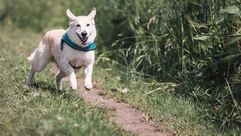 Schriftliche Anfrage: Hundeauslaufflächen in Berlin – Was tut der Berliner Senat?